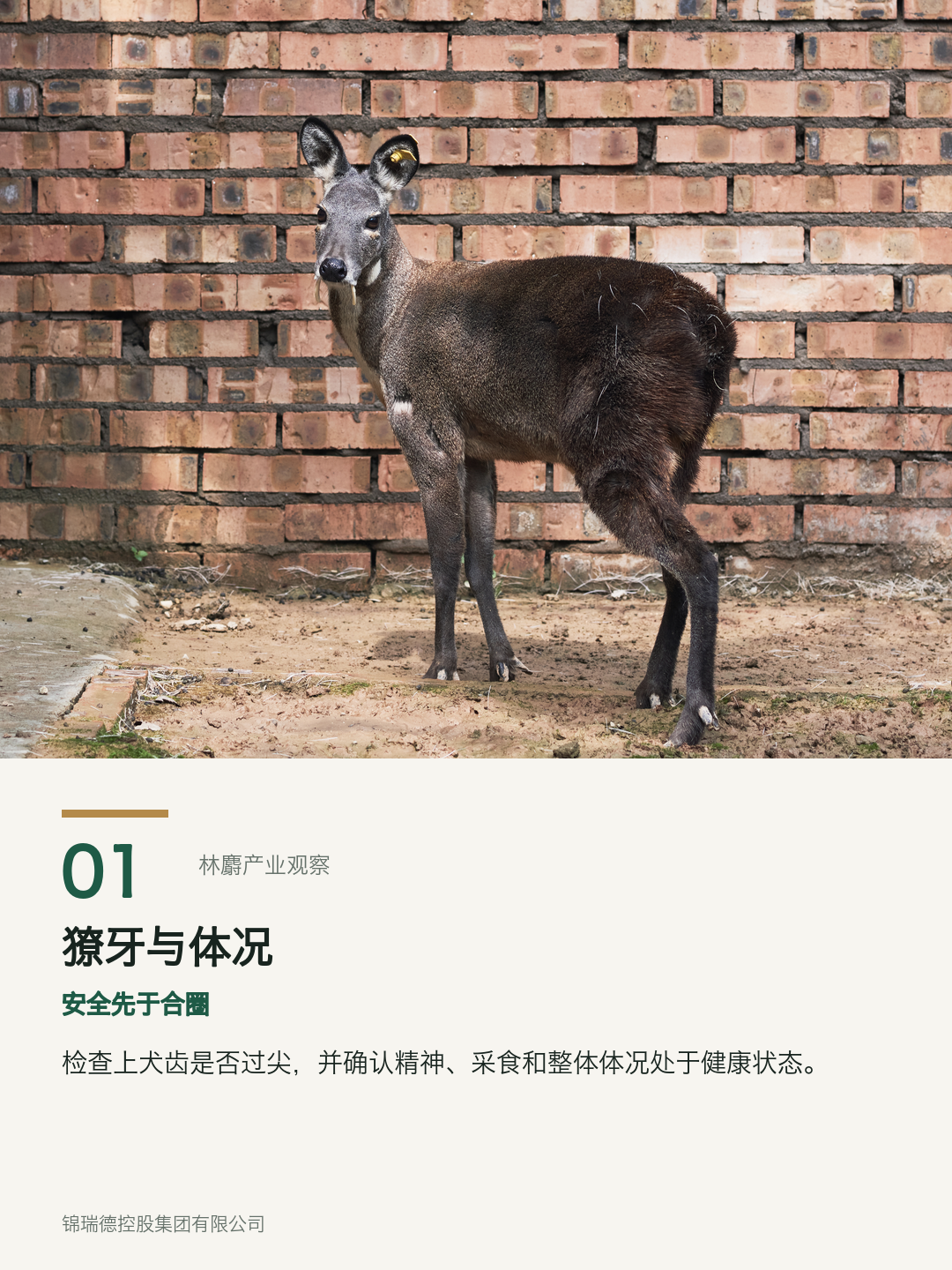 01-獠牙与体况.png