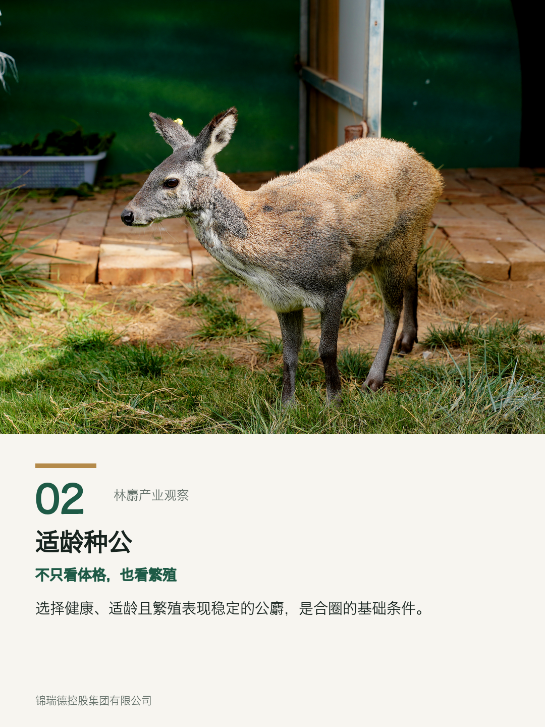 02-适龄种公.png