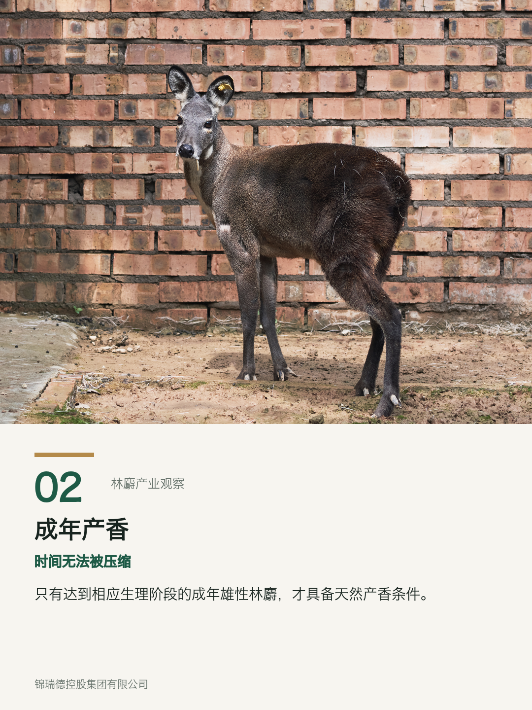 02-成年产香.png
